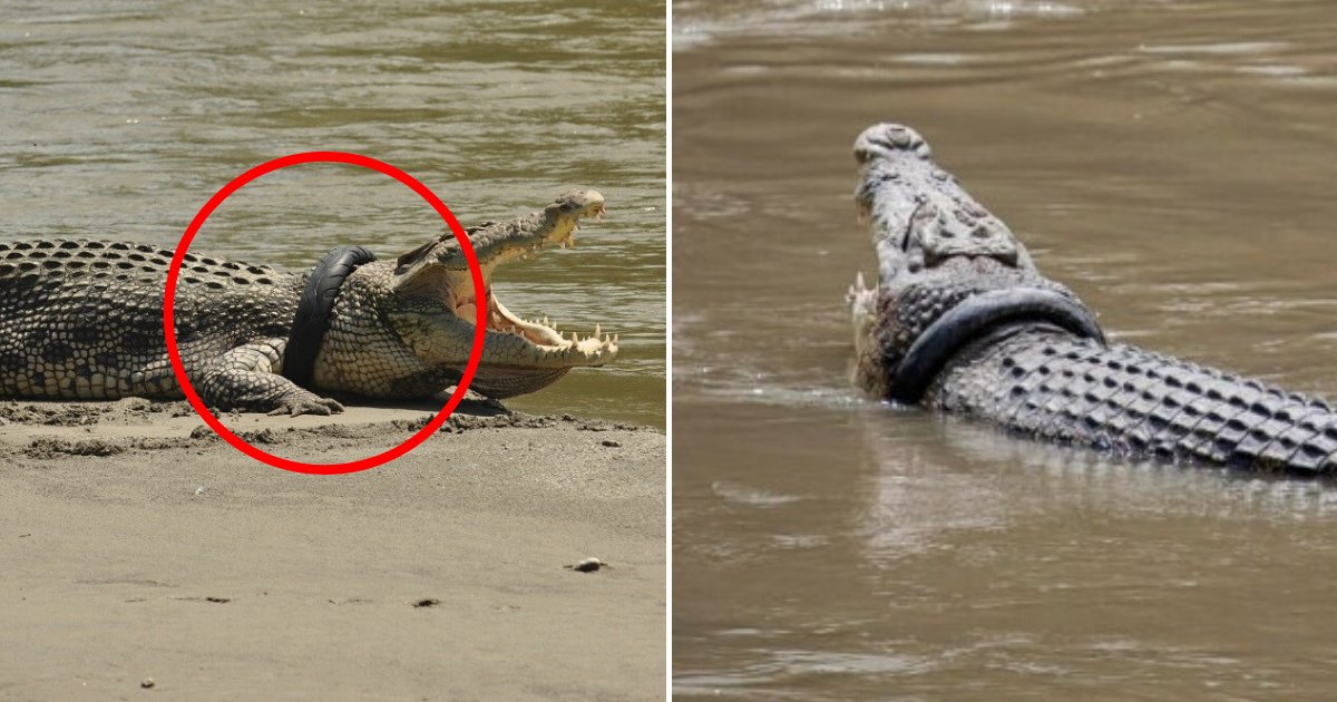 tire6.png?resize=412,275 - Big Reward Offered To Anyone Who Can Remove The Tire From This Crocodile's Neck