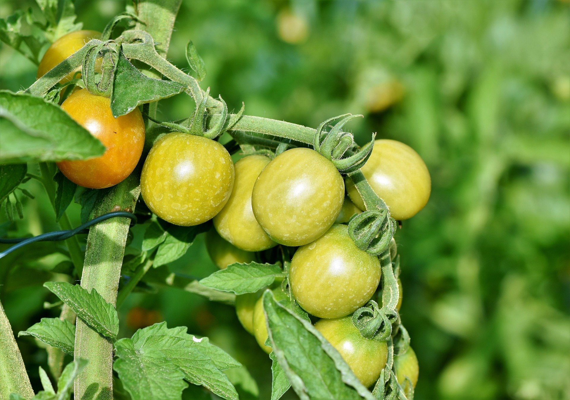 tomatoes 3696968 1920.jpg?resize=1200,630 - La propagation d'un nouveau virus menace les productions de tomates, poivrons, aubergines et autres plantes