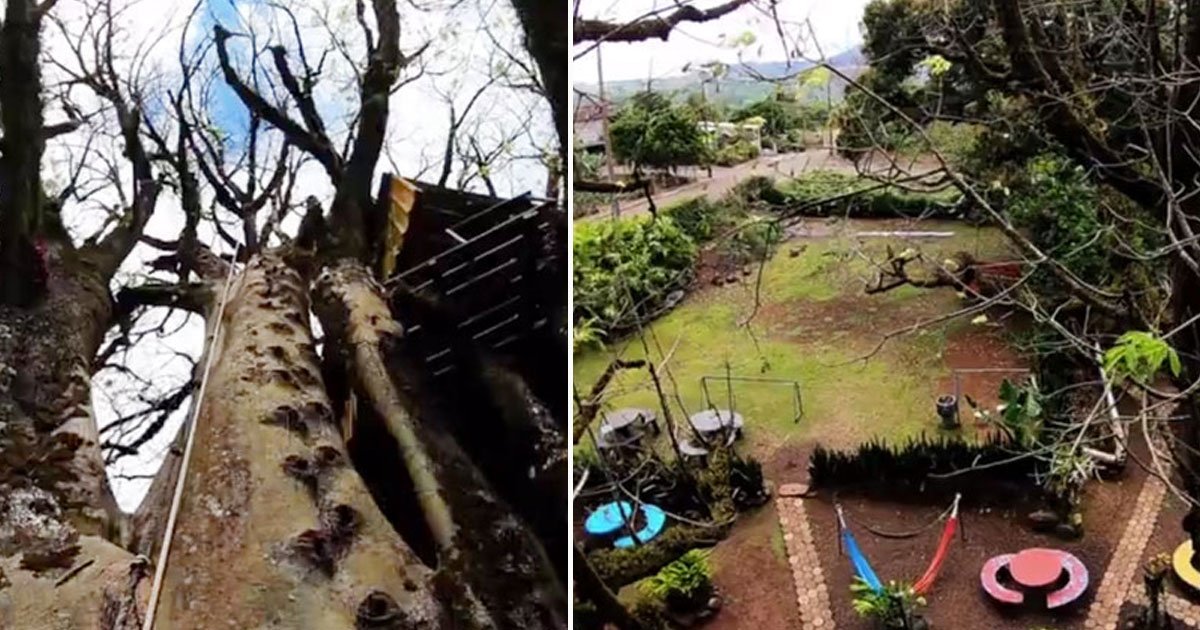 treehouse hotel kopak tree.jpg?resize=412,275 - Haunted 200-Year-Old Tree Turned Into A Hotel That You Can Visit Just For $2