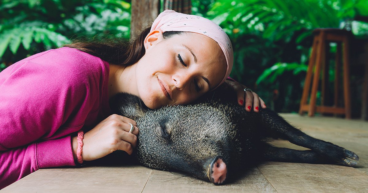 untitled 1 1.jpg?resize=412,275 - A Farm Sanctuary Is Looking For New Members To Join 'Piggy Cuddler Team'