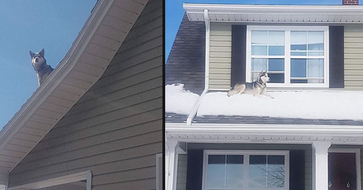 untitled 1 101.jpg?resize=412,232 - Cop Called This Guy To Inform Him That His Husky Is Sitting On The Roof Of His House