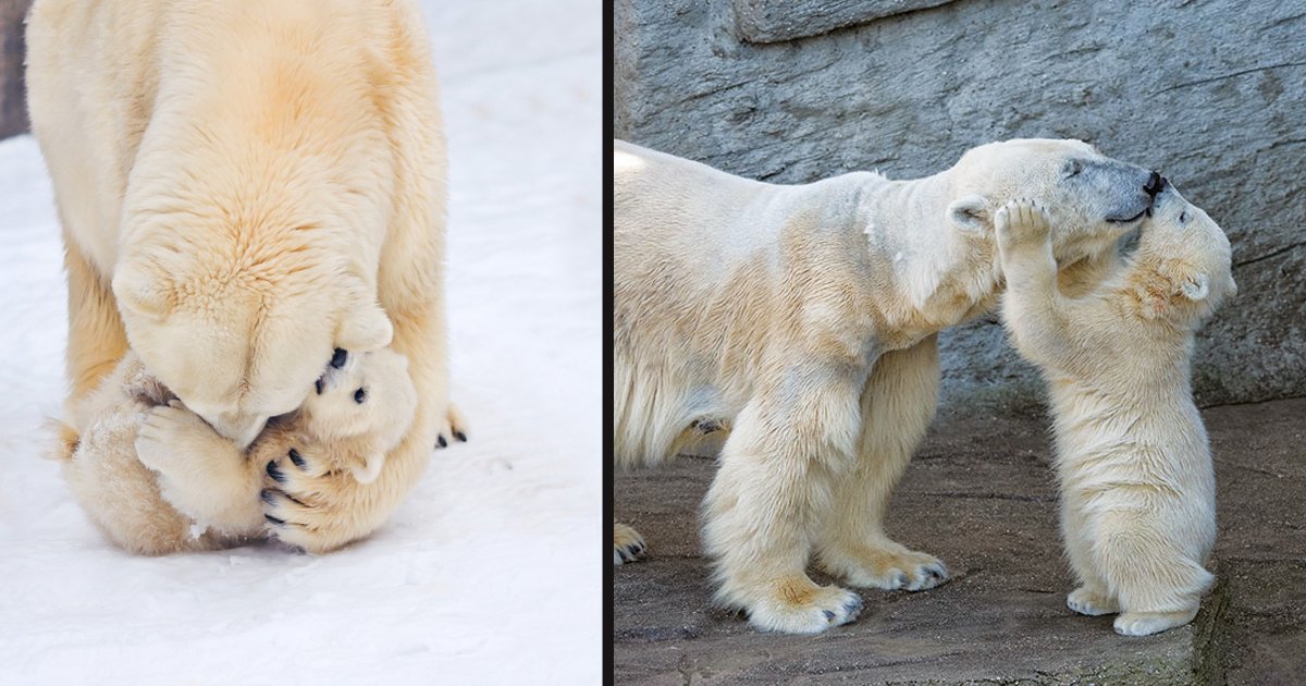 untitled 1 108.jpg?resize=412,232 - Adorable Pictures Of Baby Polar Bears Playing In Snow To Celebrate International Polar Bear Day