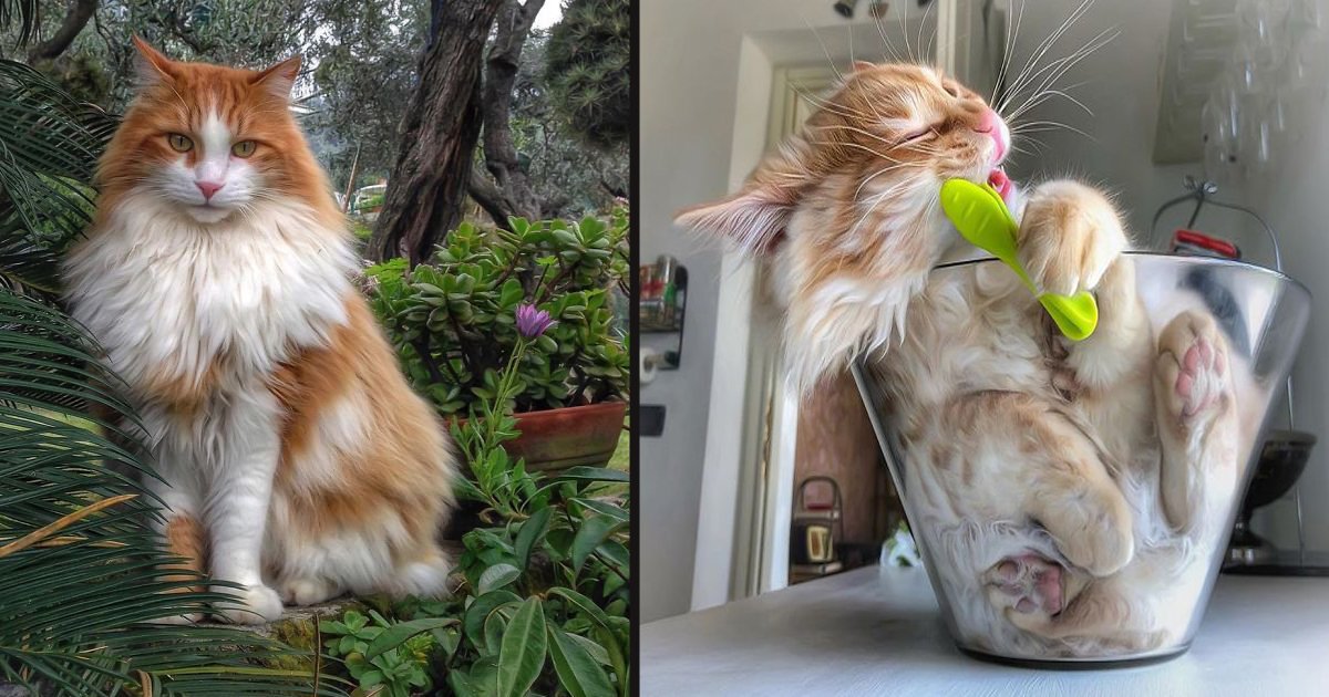 untitled 1 111.jpg?resize=1200,630 - Photos de chat adorables : Voici Grisu, l'adorable Bobtail des Kouriles