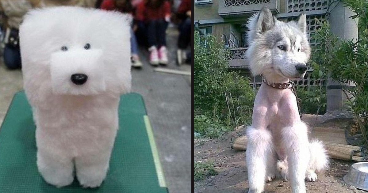 untitled 1 112.jpg?fit=1024%2C538&ssl=1&strip=all - 15 Pet Haircuts Gone Very Wrong
