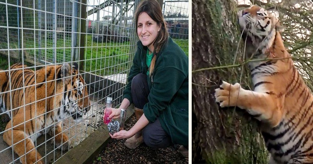 untitled 1 2.jpg?resize=412,275 - A Zoo Asked For Perfume Donations For Their Big Cats