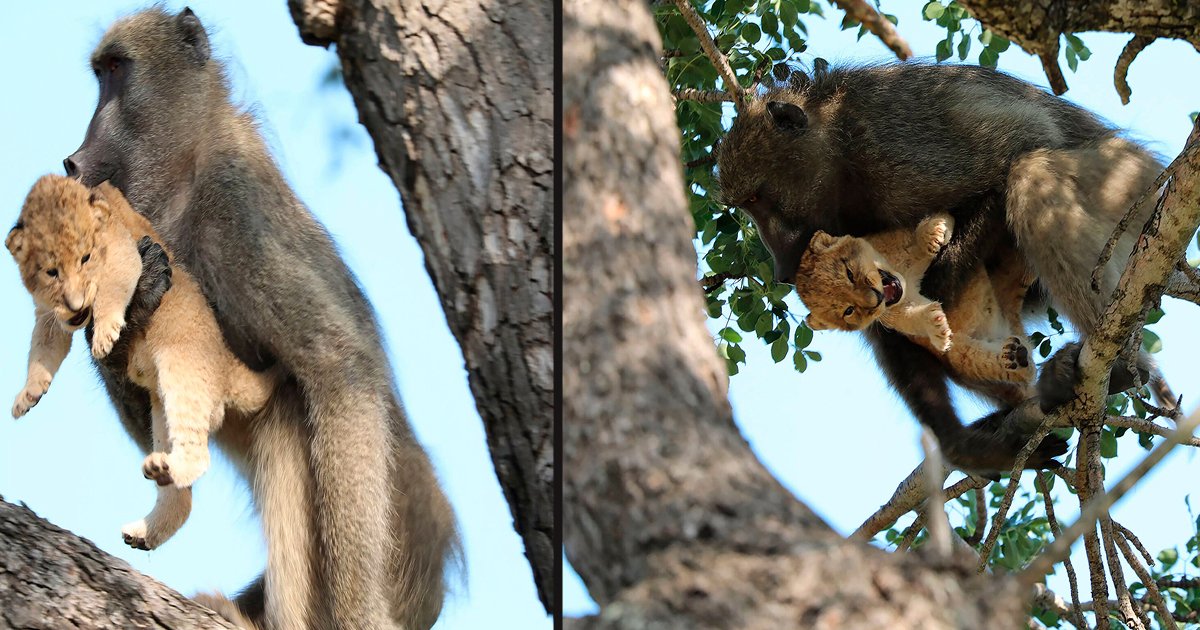 untitled 1 21.jpg?resize=412,275 - A Baboon Was Spotted Carrying And Grooming Lion Cub In South Africa