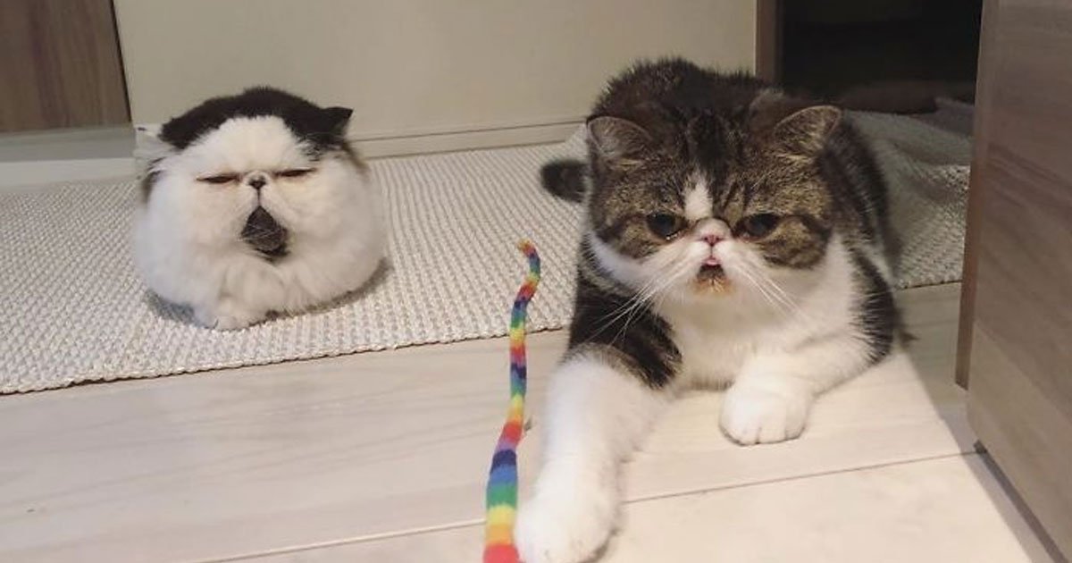 untitled 1 22.jpg?resize=412,232 - Meet Zuu And Bocco, The Two Famous Cats Who Have Flat Faces