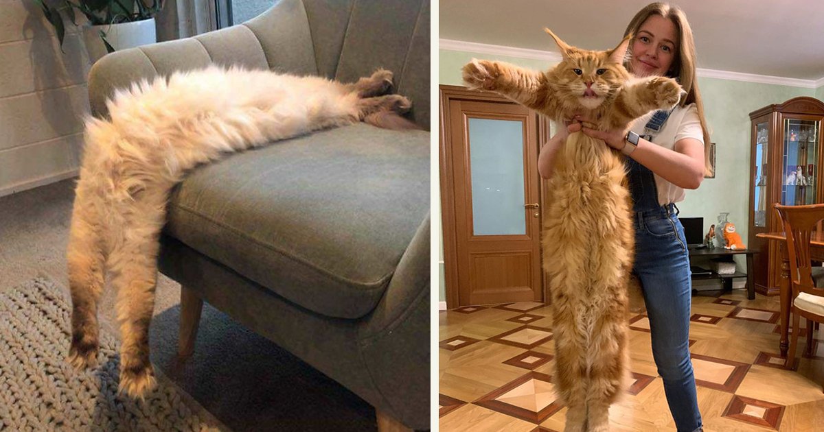 untitled 1 24.jpg?resize=412,232 - People Are Sharing Pictures Of Their Long Cats