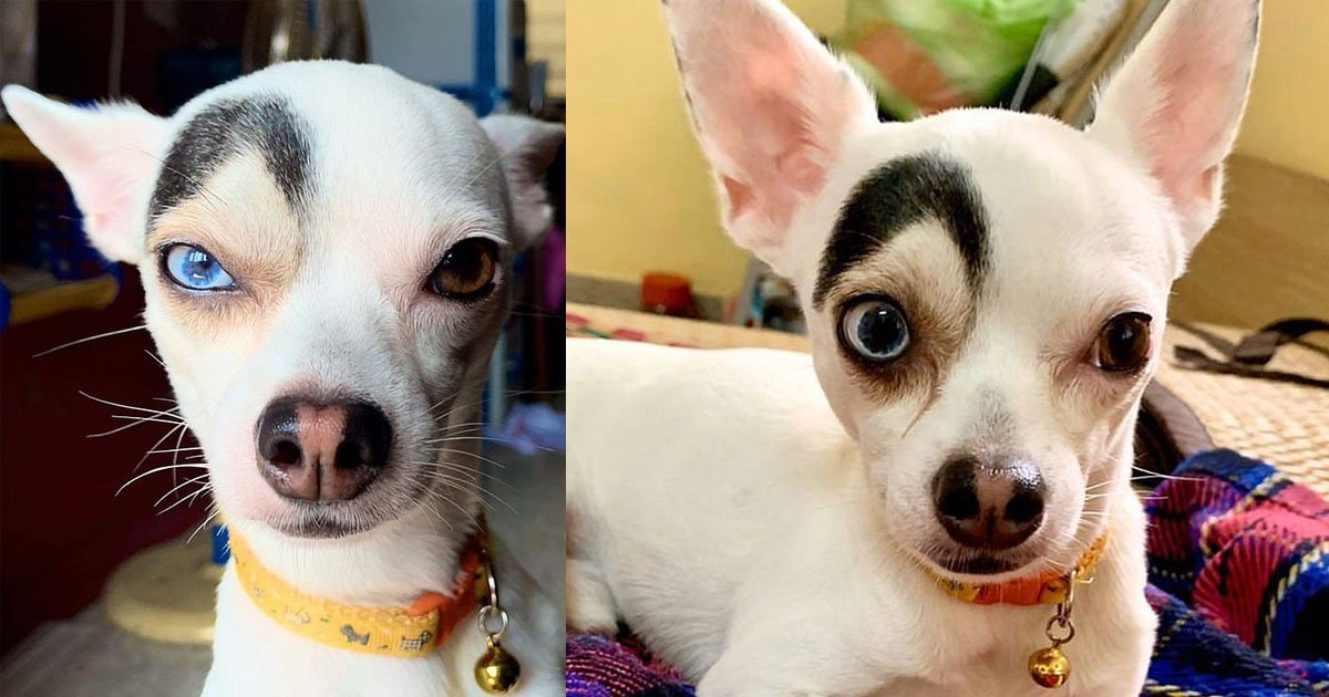 untitled 1 38.jpg?resize=1200,630 - A Puppy With A Prominent Black Eyebrow Is Often Confused For A Disney Movie Villain