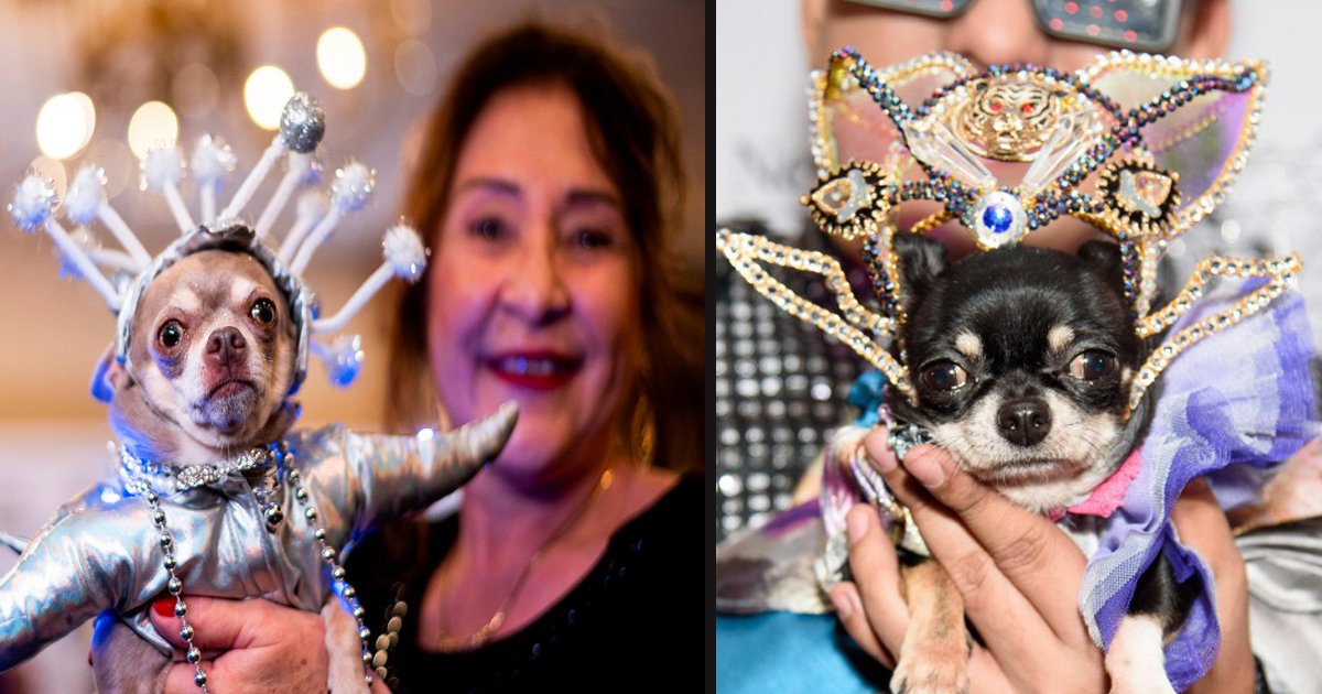 untitled 1 39.jpg?resize=412,275 - Dogs Dressed To Impress For New York Pet Fashion Show 2020