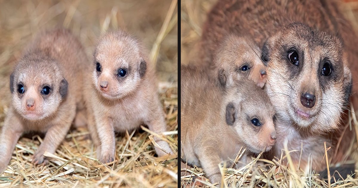 untitled 1 42.jpg?resize=1200,630 - Zoo Miami Welcomed Pair Of Baby Meerkats