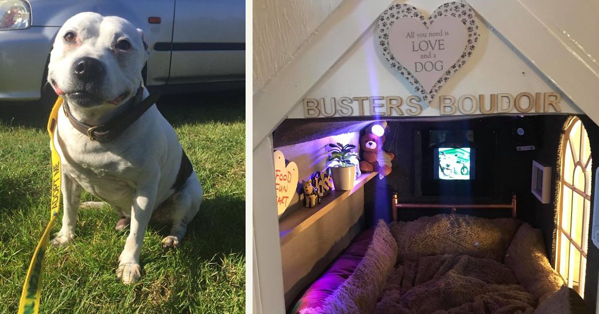 untitled 1 58.jpg?resize=412,275 - A Man Built A 'Boudoir Bedroom' That Even Has A TV For His Dog