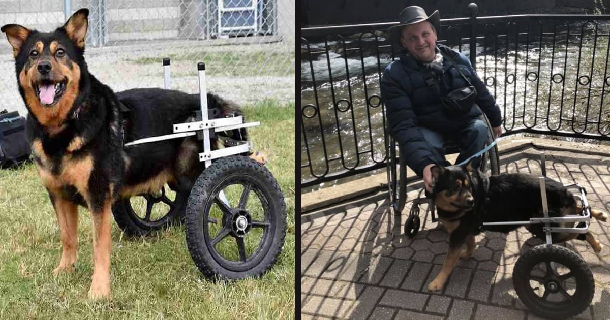 untitled 1 59.jpg?resize=412,275 - A Dog Who Was Returned To The Shelter Four Times Finally Found A Forever Home