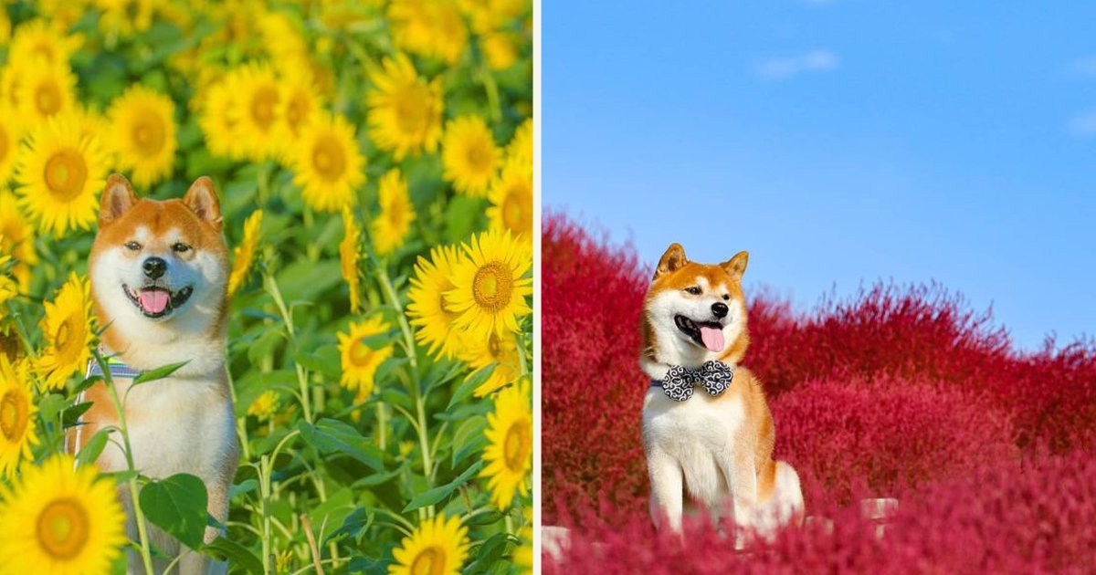 untitled 1 75.jpg?resize=1200,630 - Ce petit chien, un Shiba Inu, est le fleuriste le plus mignon du Japon