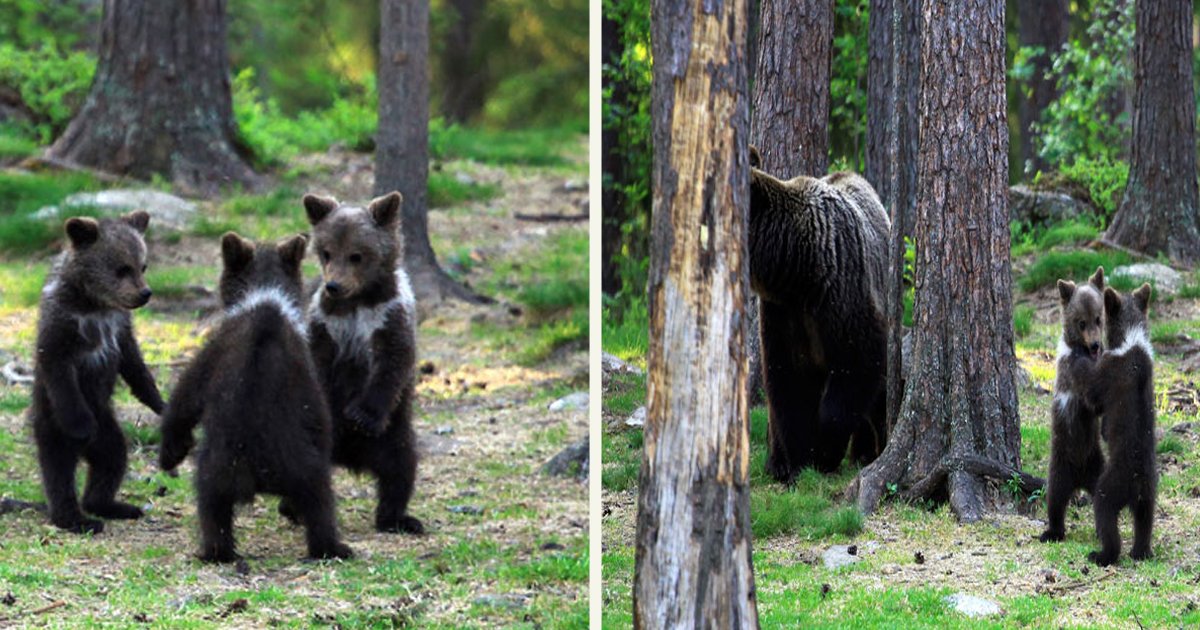 untitled 1 76.jpg?resize=1200,630 - A Teacher Stumbled Upon Adorable Baby Bears Who Looked Like They Were 'Dancing’ In A Forest