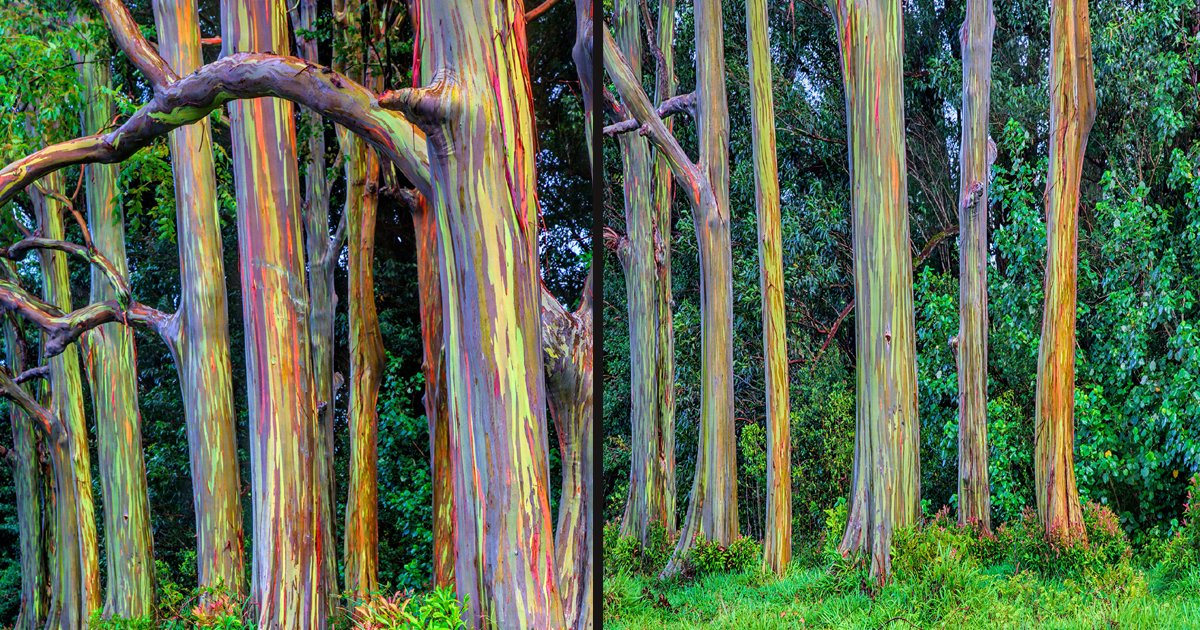 untitled 1 87.jpg?resize=1200,630 - Nature: ces eucalyptus "arc-en-ciel" sont l'un des arbres les plus colorés du monde