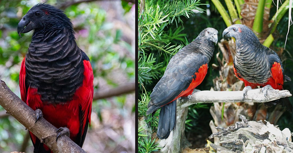 untitled 1 96.jpg?resize=412,275 - These Red And Black Parrots That Look Like Dracula Really Exist