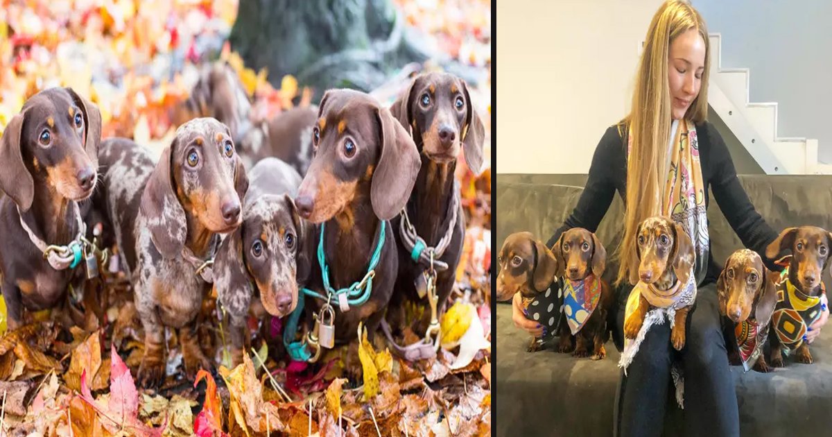 untitled 5 2.jpg?resize=1200,630 - Cette femme dépense 1 000 euros par mois pour ses 5 chiens