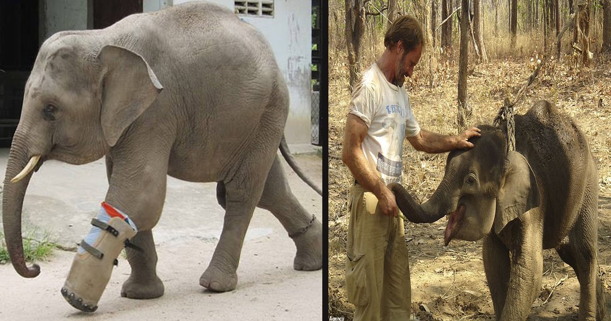 untitled 5 3.jpg?resize=412,275 - This Elephant Loves Walking With Its Prosthetic Leg After Losing A Limb