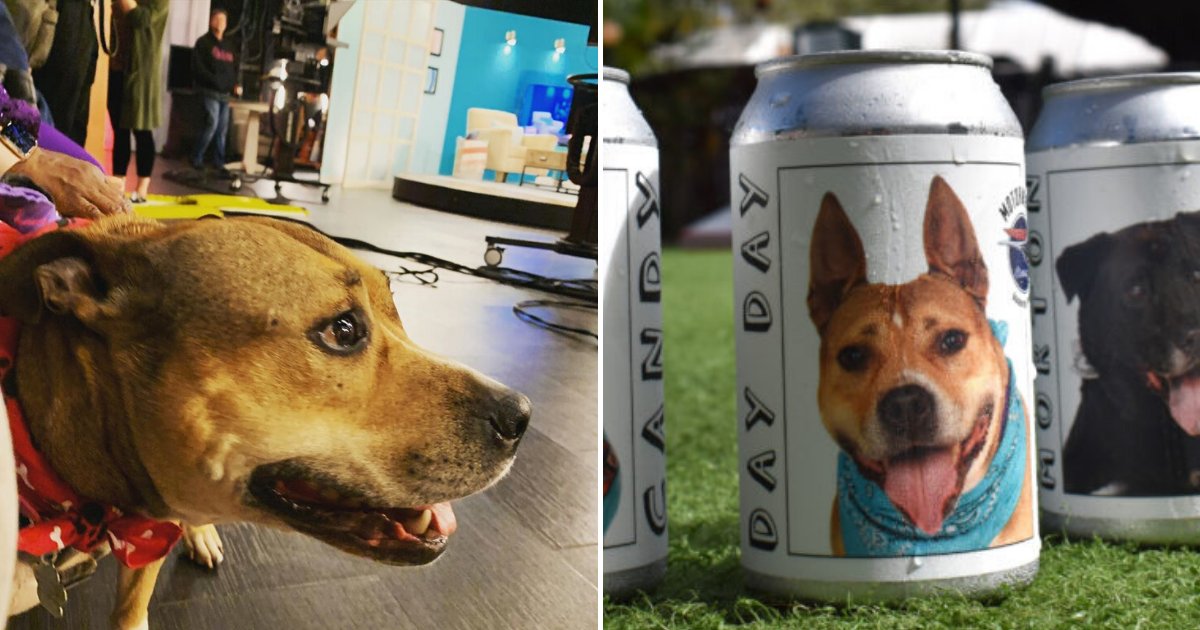untitled design 15.png?resize=412,232 - Woman Reunited With Her Lost Dog After Spotting Her Picture On A Beer Can