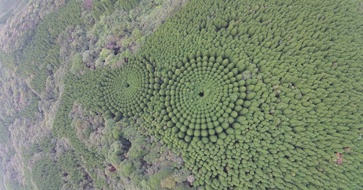 untitled design 2 1.png?resize=412,232 - Japanese Experiment Which Took Over Half A Century Resulted in ‘ Tree Crop Circles’