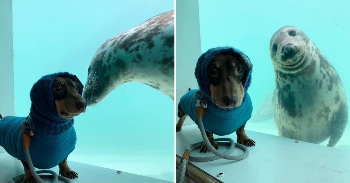untitled design 2020 02 01t185130 617.png?resize=1200,630 - Rescue Seal Befriended A Dachshund And Posed With Him For A Photo