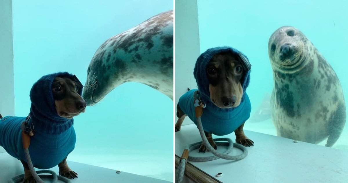 untitled design 2020 02 01t185130 617.png?resize=412,275 - Rescue Seal Befriended A Dachshund And Posed With Him For A Photo