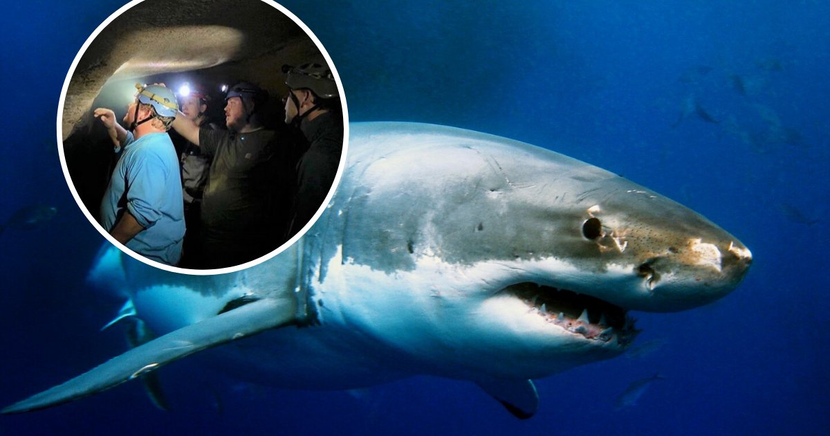 untitled design 2020 02 01t185650 047.png?resize=412,275 - 330-Million-Year Old Remains Of Giant Shark Discovered In Kentucky Cave