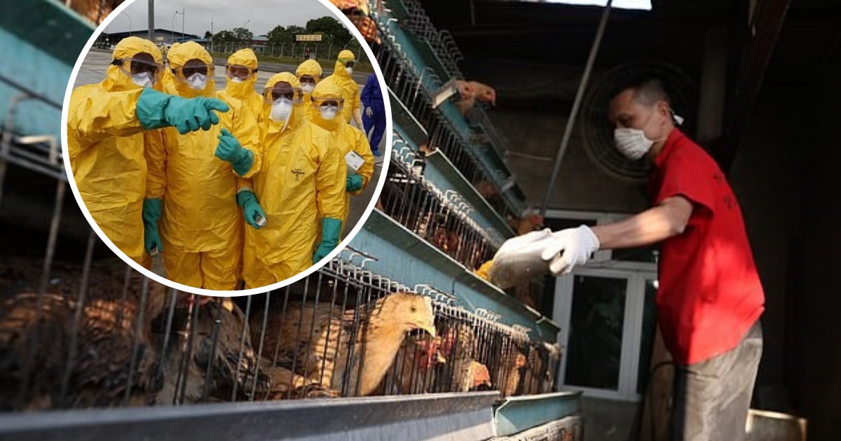 untitled design 21.png?resize=412,275 - China Struck By Deadly H5N1 Bird Flu Outbreak Amid Novel Coronavirus Epidemic