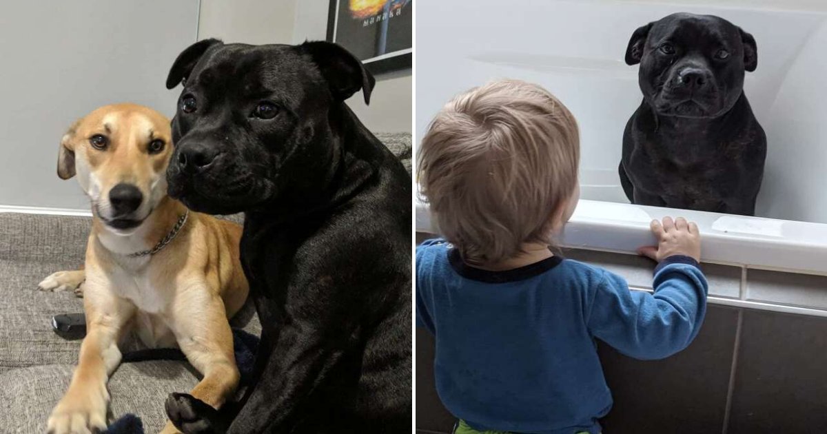 untitled design 25.png?resize=412,275 - Friendly Dog Sneaks Into Neighbor's House To Join Kids For A Bath