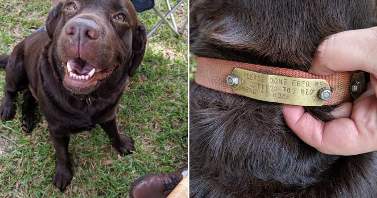 untitled design 26.png?resize=412,275 - Friendly Dog With Custom-Made Collar Crashed The Party In Search Of Treats