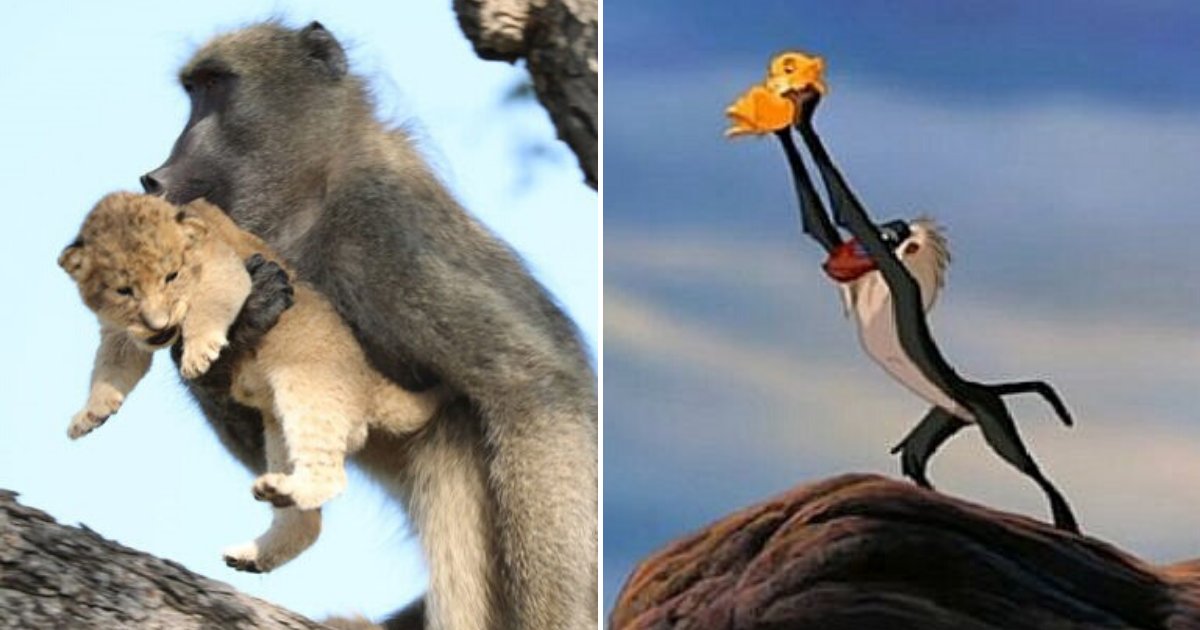 untitled design 39.png?resize=1200,630 - The Dark Story Behind The Real-Life Simba And Rafiki Scene