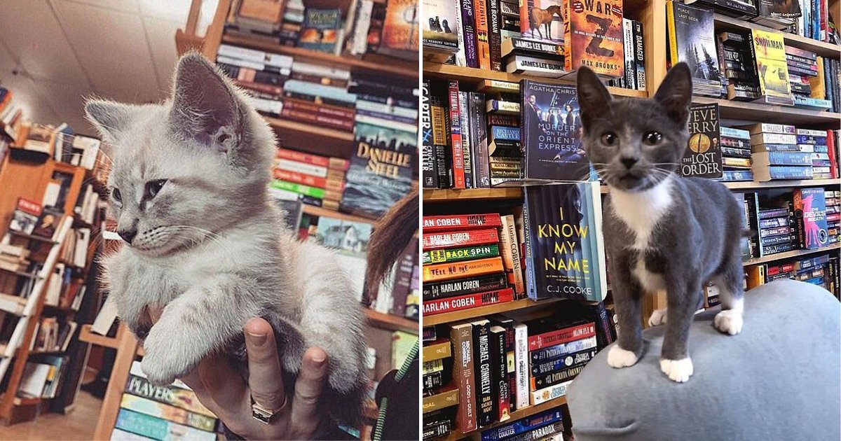untitled design 4.png?resize=412,275 - Store Filled With Adorable Rescue Kittens To Encourage Shoppers To Adopt