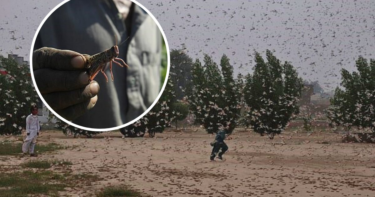 untitled design 41.png?resize=1200,630 - Pakistan Declared National Emergency After Massive Swarms Of Locusts Ravaged The Country