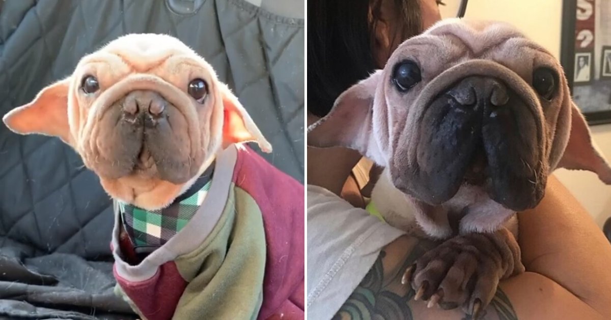 untitled design 5.png?resize=412,275 - Adorable Rescue Dog With Pointy Ears Looks Just Like Baby Yoda