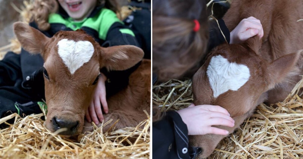 untitled design 54.png?resize=412,275 - Adorable Cow Born With A Perfect Heart Mark On Its Head On Valentine's Day