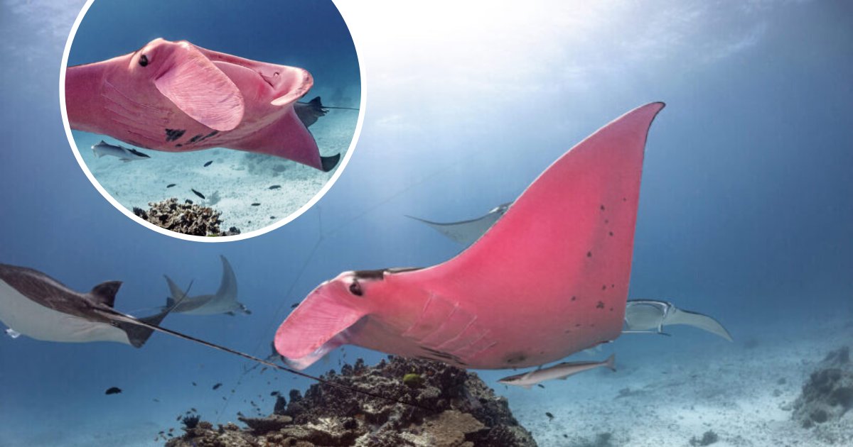 untitled design 56.png?resize=1200,630 - Rare Giant Pink Manta Ray Spotted Swimming Around The Great Barrier Reef