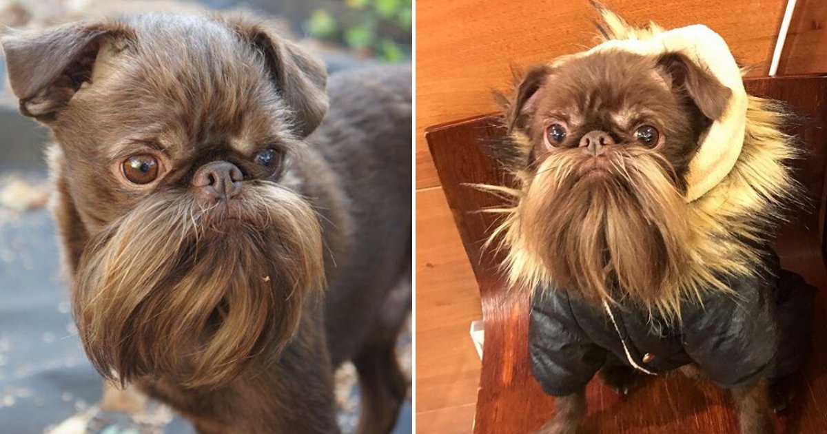 untitled design 57.png?resize=1200,630 - Hipster Dog Dubbed Chewbacca Thanks To His Lush Beard