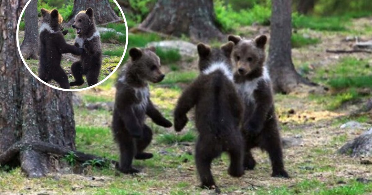 untitled design 69.png?resize=1200,630 - Trop mignon: Des oursons ont été photographiés en train de jouer et de danser au milieu de la forêt