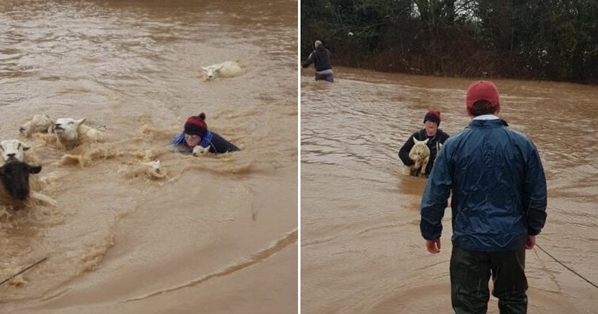 untitled design 74.png?resize=412,275 - Une agricultrice a plongé dans une rivière déchaînée pour sauver ses moutons et ses agneaux de la noyade