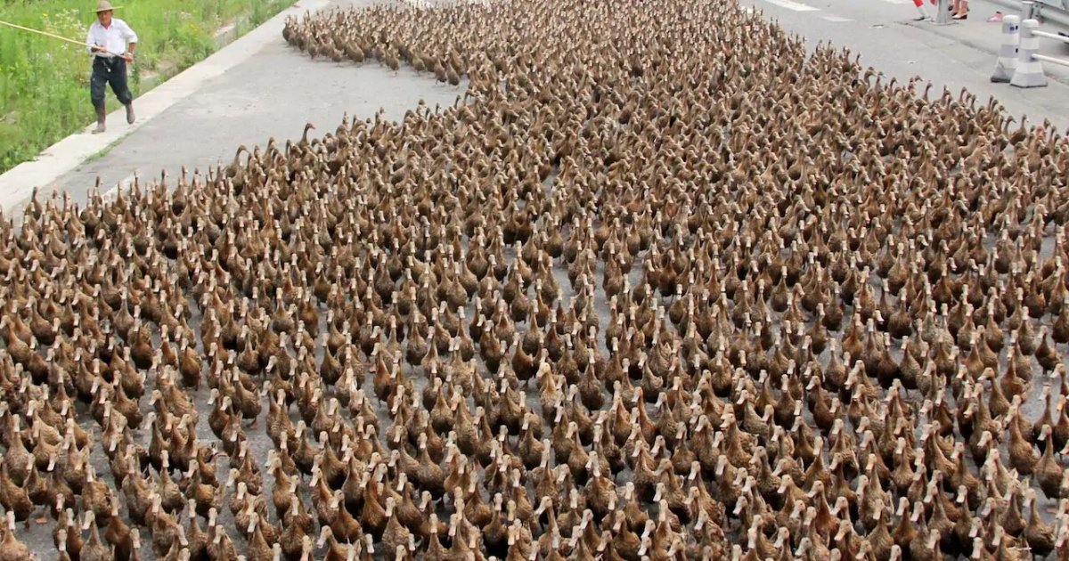 untitled design 8 2.png?resize=1200,630 - China Plans To Send 100,000-Strong Duck Army To Help Pakistan Combat Its Worst Locust Infestation