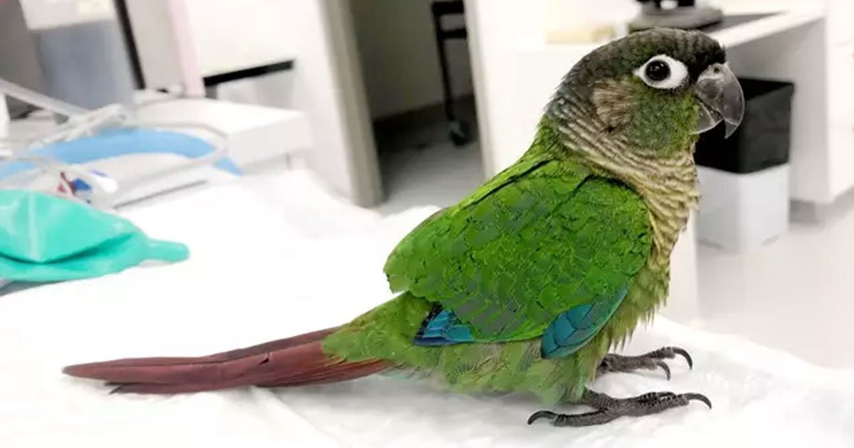 vet has given a parrot the ability to fly again by giving it a prosthetic pair of wings.jpg?resize=1200,630 - Vet Gave A Parrot The Ability To Fly Again By Giving It A Prosthetic Pair Of Wings