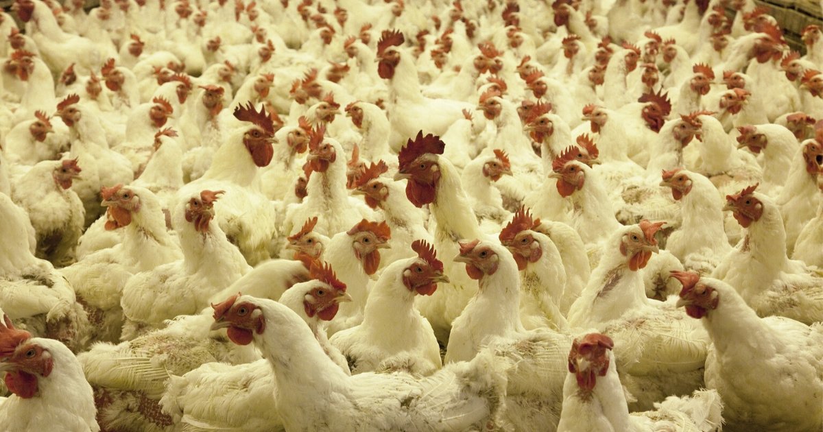 vonjour.png?resize=412,232 - Le virus H5N1 de la grippe aviaire a été détecté en Chine