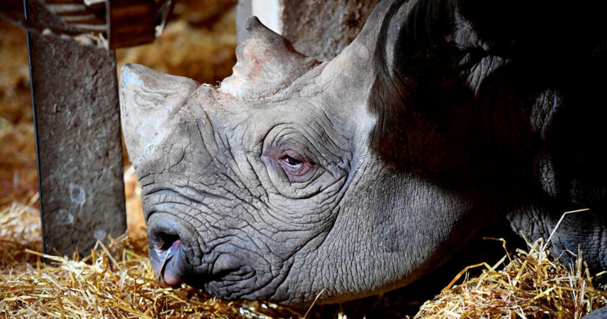 vonjour1 2.png?resize=1200,630 - Un rhinocéros noir du zoo de Pont-Scorff est mort à cause de sa vie passée en captivité