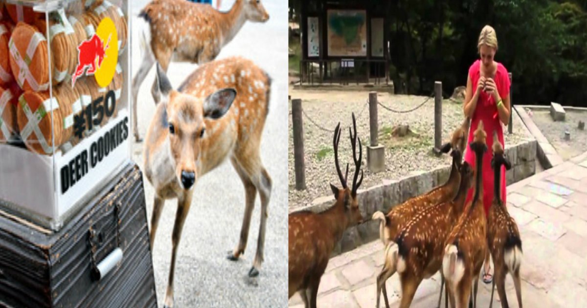 w 1.jpg?resize=412,232 - 「新型コロナウイルス」のとばっちり！？奈良公園の鹿が噛みつくなどの”狂暴化”に