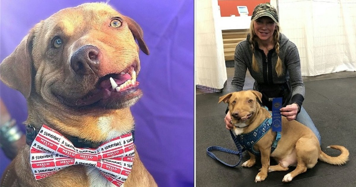 w3 3.jpg?resize=1200,630 - The Wonky-Faced Dog Is Thriving In His Forever Home And Owner Explained He's "Perfectly Imperfect"