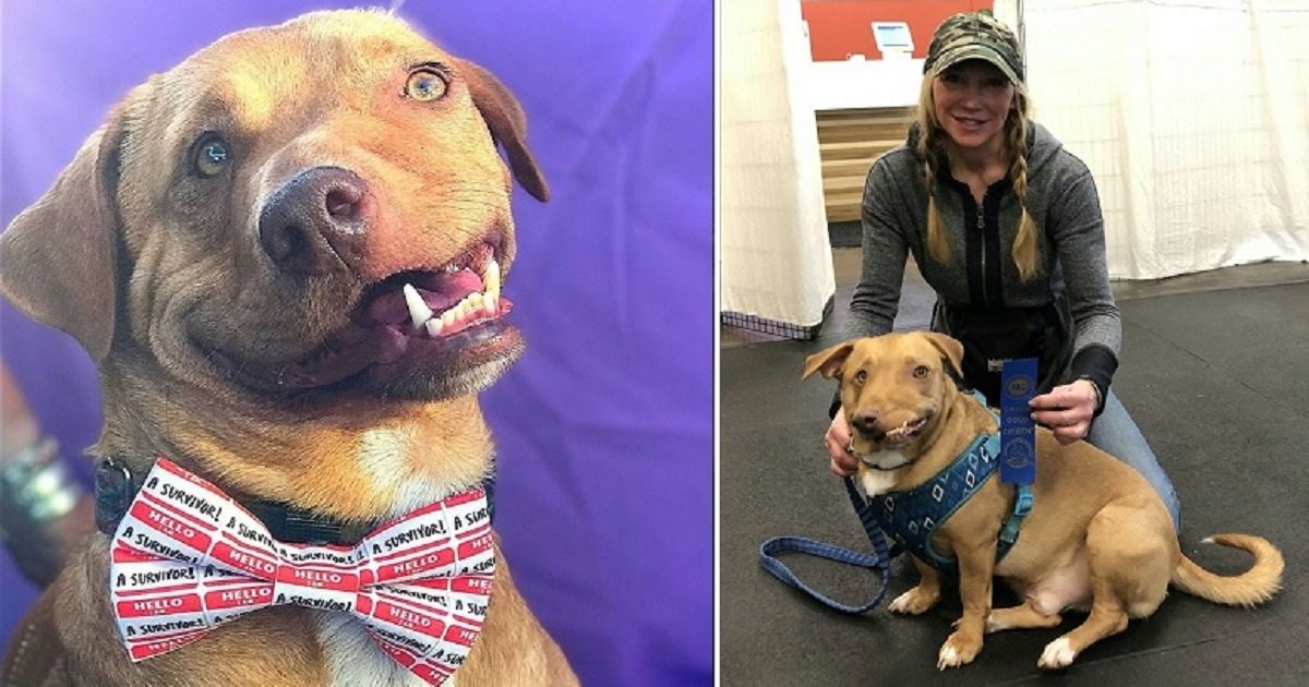 w3 3.jpg?resize=412,232 - The Wonky-Faced Dog Is Thriving In His Forever Home And Owner Explained He's "Perfectly Imperfect"