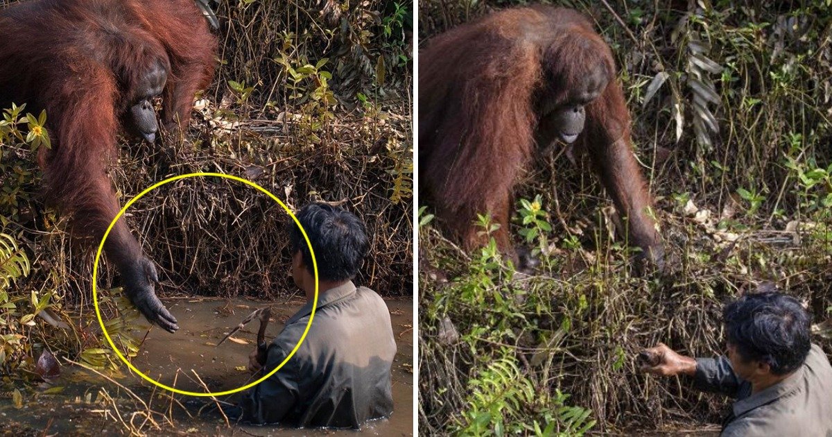 whatsapp image 2020 02 08 at 7 01 04 pm.jpeg?resize=412,275 - Orangutan In Borneo Lends A Helping Hand To The Man Stuck In Snake Infested Water
