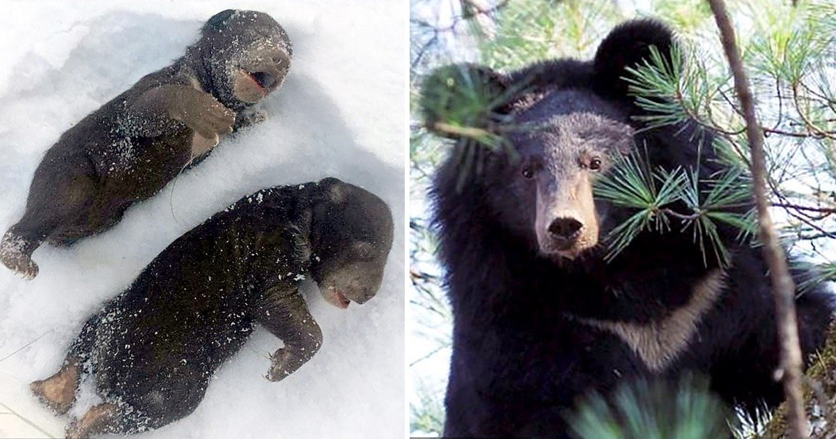 whatsapp image 2020 02 28 at 5 31 08 pm.jpeg?resize=412,275 - Bear Cubs Freeze To Death After Mothe Woke Up And Attacked With A Chainsaw By Drunk Wood Cutters
