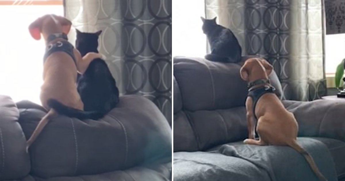1 14.png?resize=412,232 - Adorable Pup and Kitten Cuddle up as They Watch Garden Through The Window